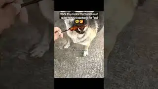 Stray Dogs realise that they have to exchange something to get food..🥹
