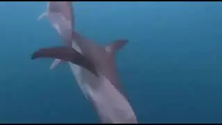 2 5193183659267458122