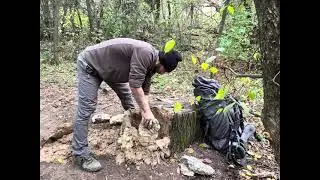 Construcci&oacute;n de refugio c&aacute;lido y secreto bajo un enorme tocon de acacia