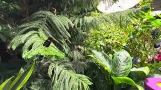 Butterfly Vivarium, NY. Winter 2024.