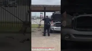 сюрприз в машине / surprise in the car