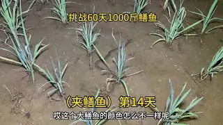 来到贵州湄潭，这边干梭梭比鳝鱼还要多，什么品种的都有，太吓人 #我的乡村生活 #户外 #农村生活 #大自然的馈赠