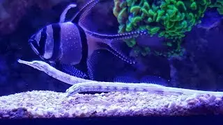 Feeding Dragon Pipefish | 2017 - Red Sea Reefer 525 XL