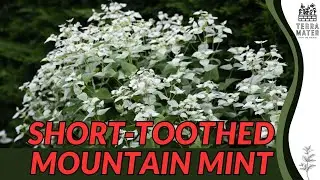 Short-Toothed Mountain Mint Plant Profile & Uses (Pycnanthemum muticum)
