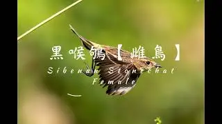 2026/01/09 #黑喉鴝【雌鳥】Sibenan Stonechat Female