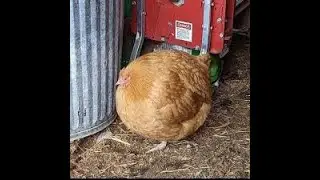 🐔Mort the Chicken🐔