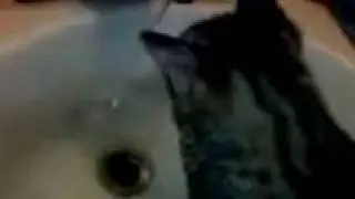 Piddles vs. Water