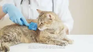 Essential Pet Care Tips Every Owner Should Know! 🐶🐱 #petcooking #petcare #funnypets #pettips