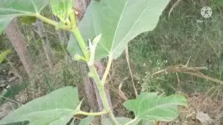 Rehan nursery foram