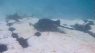 Australian Bull Ray, Myliobatis australis, at Montague Island, NSW, Australia.