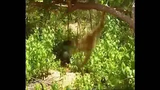 A naughty monkey annoys a tiger  🐒🐅