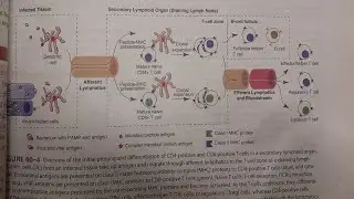 Adaptive Immunity: T cell mediated immunity - GENERAL PATHOLOGY