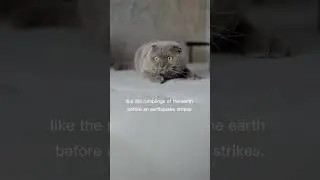 Can Cats Really Sense Earthquakes? 🐱