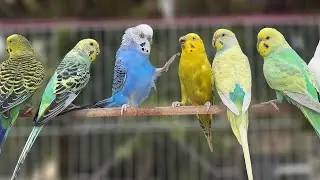 Budgie Bird Shows Incredible Tricks | Smart Talking Parrot Viral Video 2025 🦜🔥 #budgies  #Parrot