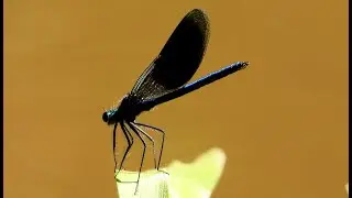 Weidebeekjuffer Calopteryx splendens