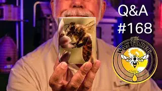 Backyard Beekeeping Questions and Answers Episode 168, why Dawn works on mite washes, Layens Update.
