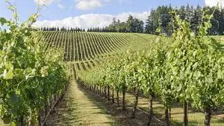 Ep. 30 - Geology and Wine (A Scientist Walks Into A Bar Podcast)