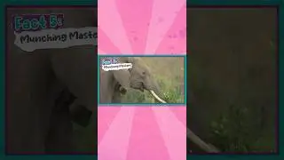 5 интересных фактов о слонах для детей! 🐘 #bubblesandfriends #animalfacts
