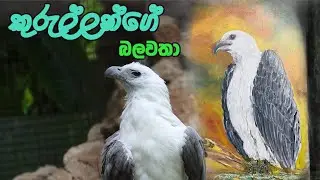 White-bellied Sea Eagle Acrylic painting🦅🦅  || Painted by H Rathanajothi Thero ||