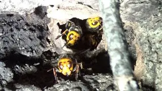 泉崎村役場からスズメバチ駆除の緊急要請！ オオスズメバチの巣が登山道沿いの樹木に！