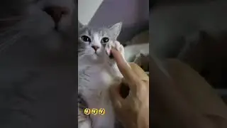 funny videos #funnyshort #funny #funnycatvideos #petsfunnyvideo #shorts