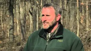 Bats in the Forest | Indiana DNR