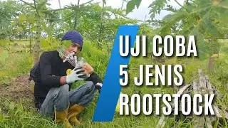 Uji Coba Tanam 5 Jenis Rootstock Anggur Import