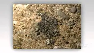 Phaeophyscia nigricans - fungi kingdom
