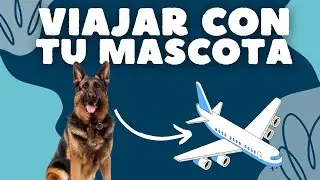 REQUISITOS PARA VIAJAR CON TU MASCOTA 😁 ✈️ *EXPLICACIÓN DE QUÉ DEBES HACER*