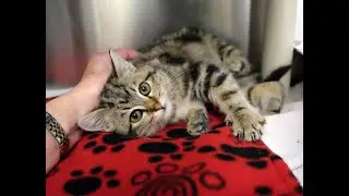 Meet Snow Flurry