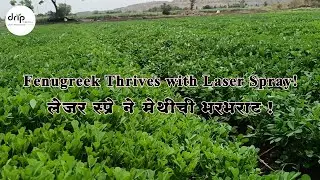 Fenugreek thrives with Laser Spray (Rain Pipe / Rain Hose)