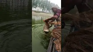 Amazing Big Catfish Catching Video Using Net #fish #fishing #village #bigfish #catfish