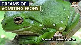 Dreams of Vomiting Frogs - Find Out The Symbolism and Spiritual Meaning