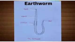Earthworm Diagram, Classification Of Animals: Phylum- Annelida/ How To Draw Earthworm Diagram 
