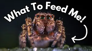 Jumping Spider Food | What Should You Feed Your Jumping Spider? | Spooderpods