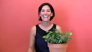 Best Plants to Detox Your Home