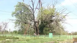 Гранитският дъб