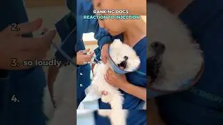Ranking Dogs reaction to injection
