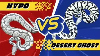 Hypo VS Desert Ghost! Which Recessive Gene Is Actually Better!?!?