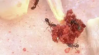 YOU WON'T BELIEVE HOW BUSY ANTS ARE!!