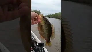 How to catch a record fish #warmouth #riverrecord