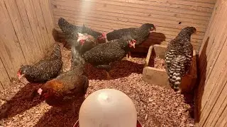Raising local laying hens