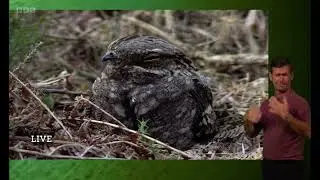 Studying Nightjar Pooh to Learn about their Diet | Springwatch 2023 (signed)