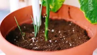 From Flower to Pimento Pepper (Trinidad & Tobago Seasoning)