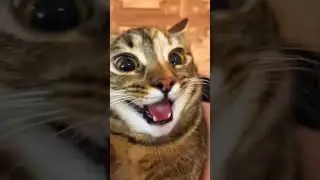 Funny Dogs And Cats Videos 😂 Funniest Cats and Dogs 😸🐶 #cat #catlover #lovelypaws #cute #playfulpaws