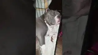 наши буллички   #strong bully company   #нашибулли #американскиебулли #булли #bullilove