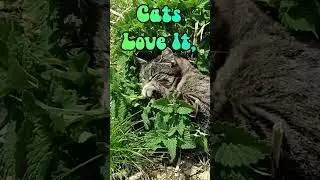 Got to love some of the plants that grow on their own. #homesteading #cats #catnip #subscribe