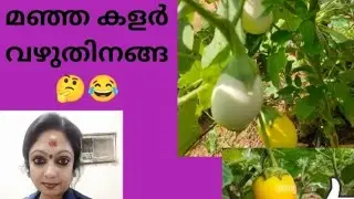 #brinjal#yellow#brinjal curry# yellowbrinjal#youtube #viral #fantasyhome