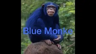 Monkey Montage