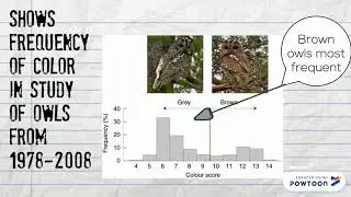 Tawny Owl Evolution